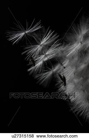 Stock Photo - Dandelion. Fotosearch