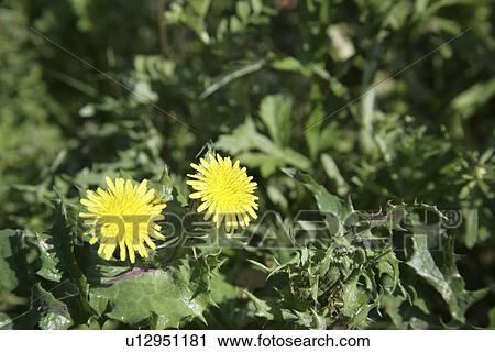 Stock Image - Dandelions. Fotosearch