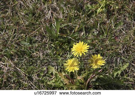 Stock Photo - Dandelions. Fotosearch