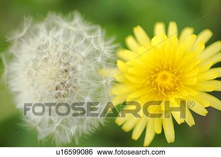 Dandelions View Large Photo Image Stock Photograph - Dandelions. Fotosearch