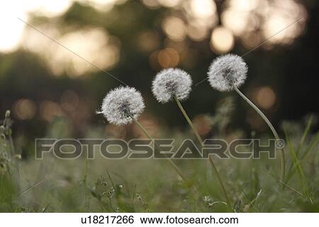 Stock Photograph - Dandelions. Fotosearch