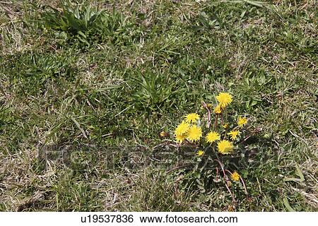 Stock Photograph - Dandelions. Fotosearch