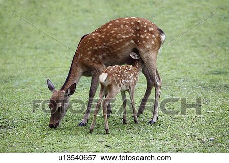 Stock Photo - Deer and its fawn. Fotosearch