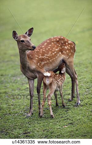Stock Photography - Deer and its fawn. Fotosearch