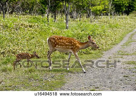 Deer family crossing path View Large Photo Image Stock Photo - Deer family crossing path. Fotosearch