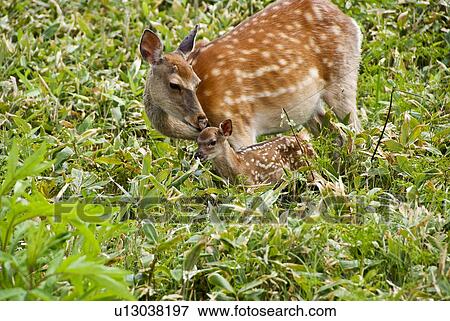 Stock Photo - Deer family in field. Fotosearch