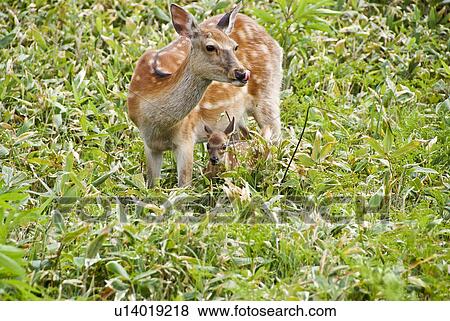 Deer family in field View Large Photo Image Stock Photo - Deer family in field. Fotosearch