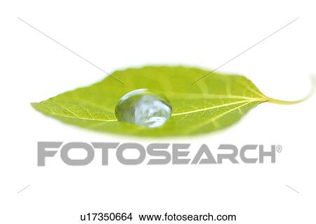 Dew drop on leaf View Large Photo Image Picture - Dew drop on leaf. Fotosearch