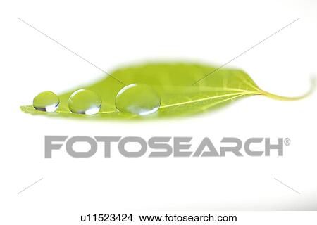 Dew drops on leaf View Large Photo Image Picture - Dew drops on leaf. Fotosearch