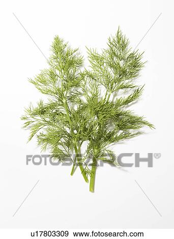Stock Photo - Dill. Fotosearch