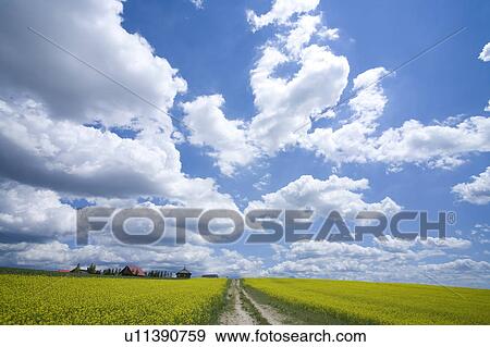 Dirt road dividing oilseed rape field View Large Photo Image Stock Photo - Dirt road dividing oilseed rape field. Fotosearch
