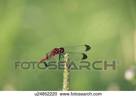 Dragonfly View Large Photo Image Stock Image - Dragonfly. Fotosearch
