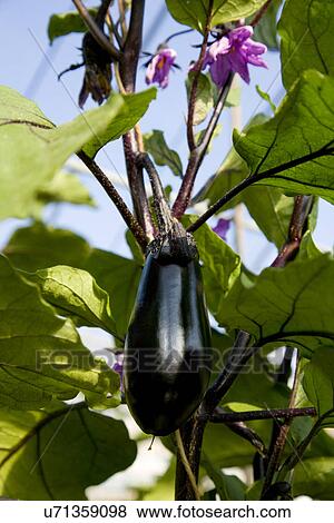 Eggplants on branch, close up View Large Photo Image Stock Photo - Eggplants on branch, close up. Fotosearch