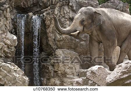 Elephant View Large Photo Image Stock Image - Elephant. Fotosearch