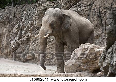 Stock Image - Elephant. Fotosearch
