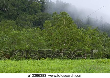 Stock Image - Erman's birch trees. Fotosearch