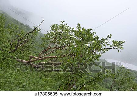 Erman's birch trees View Large Photo Image Stock Photography - Erman's birch trees. Fotosearch