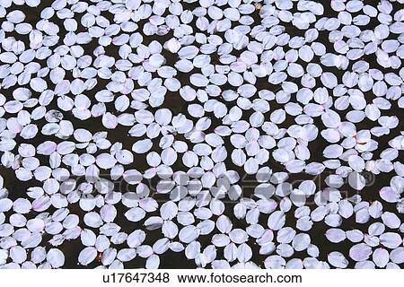 Stock Photo - Fallen petals of cherry flowers, full frame. Fotosearch