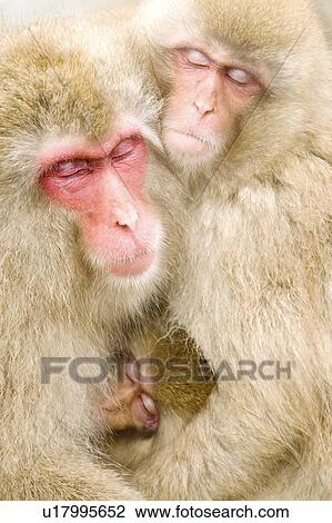 Stock Image - Family of Japanese macaques (Macaca Fuscata) embracing. Fotosearch