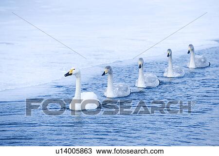 Family of swans swimming in lake View Large Photo Image Stock Image - Family of swans swimming in lake. Fotosearch