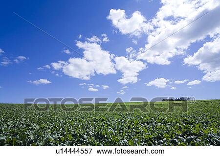 Farm land and trees View Large Photo Image Stock Photo - Farm land and trees. Fotosearch