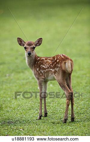 Stock Image - Fawn. Fotosearch