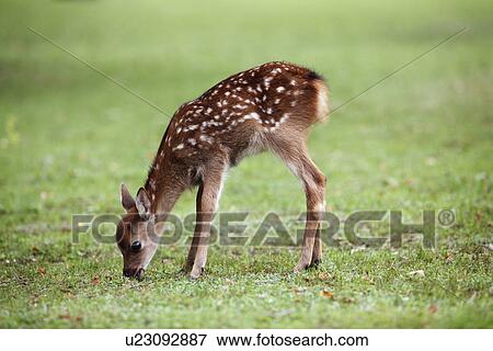 Stock Photo - Fawn. Fotosearch