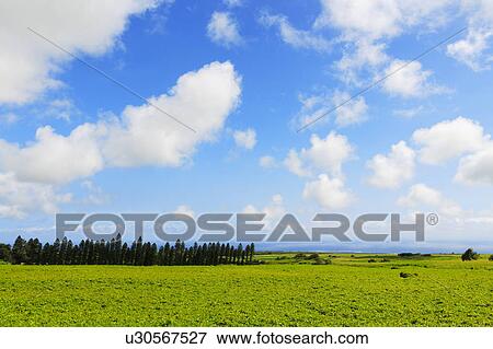 Field and forest View Large Photo Image Stock Photo - Field and forest. Fotosearch