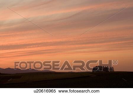 Stock Photography - Field and tree at dawn. Fotosearch
