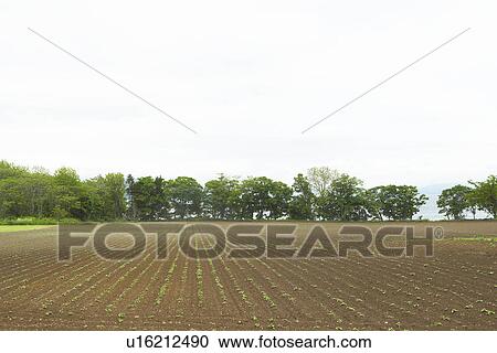 Stock Image - Field and trees. Fotosearch