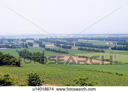 Picture - Field and windbreak of trees. Fotosearch
