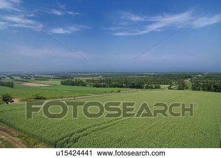 Stock Image - Field and windbreak of trees. Fotosearch