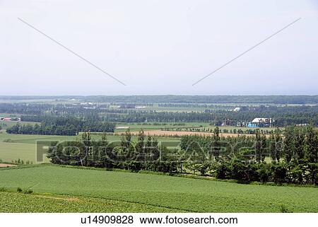 Stock Photo - Field and windbreak of trees. Fotosearch