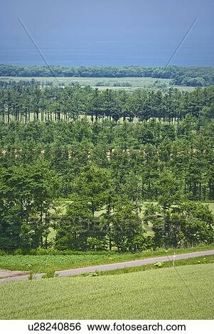 Field and windbreak of trees View Large Photo Image Stock Photograph - Field and windbreak of trees. Fotosearch