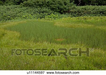 Stock Photo - Field in Tsugaike plateau. Fotosearch