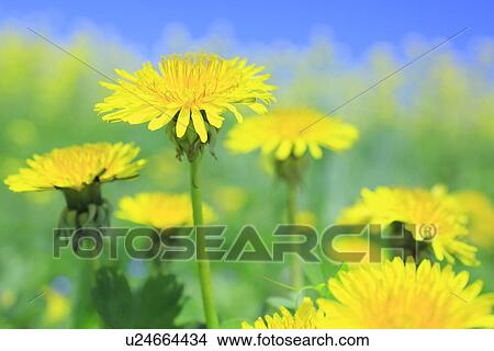 Picture - Field of dandelions, close up, differential focus. Fotosearch