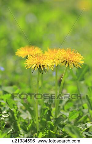 Stock Photograph - Field of dandelions, close up, differential focus. Fotosearch