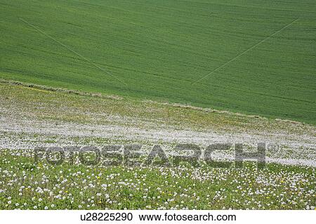 Stock Image - Field of Dandelions, La region d'Auvergne, France. Fotosearch