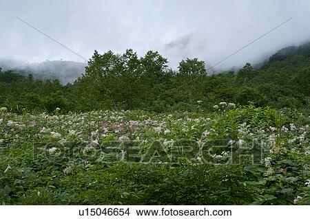 Field of flowers View Large Photo Image Picture - Field of flowers. Fotosearch