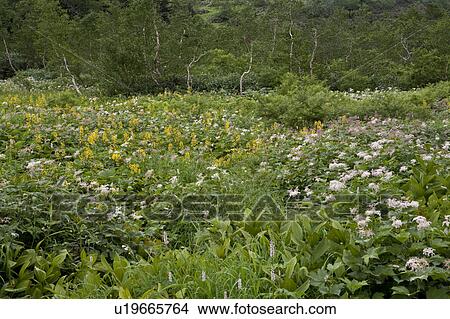 Picture - Field of flowers. Fotosearch