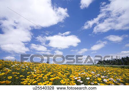 Field of flowers View Large Photo Image Stock Photo - Field of flowers. Fotosearch