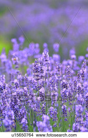 Picture - Field of lavenders, close up, differential focus. Fotosearch