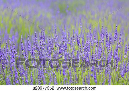 Field of lavenders, close up, differential focus View Large Photo Image Stock Image - Field of lavenders, close up, differential focus. Fotosearch