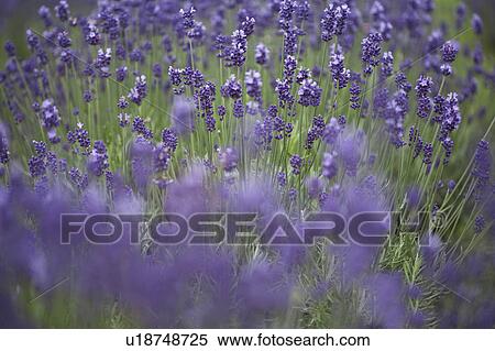Field of lavenders, differential focus View Large Photo Image Stock Photography - Field of lavenders, differential focus. Fotosearch