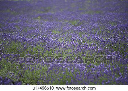 Field of lavenders, full frame View Large Photo Image Stock Image - Field of lavenders, full frame. Fotosearch