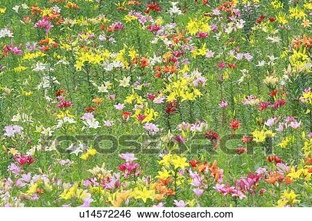 Field of lilies, full frame View Large Photo Image Stock Photograph - Field of lilies, full frame. Fotosearch