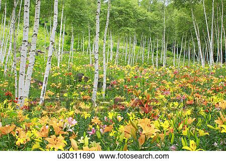 Field of lilies View Large Photo Image Stock Image - Field of lilies. Fotosearch