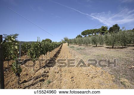 Stock Image - Field of Olive and Vine. Fotosearch
