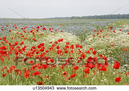 Stock Image - Field of Red Poppy, France. Fotosearch