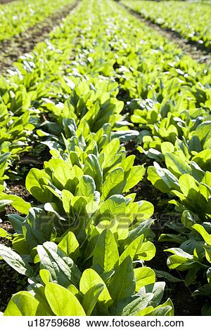 Field of spinach, close up View Large Photo Image Stock Photo - Field of spinach, close up. Fotosearch